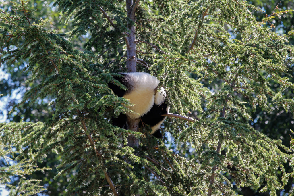Baby panda sleeping in tree branches 