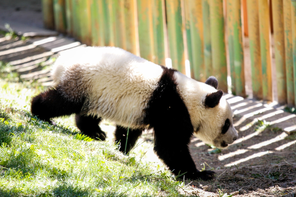 Madrid_Zoo-9570