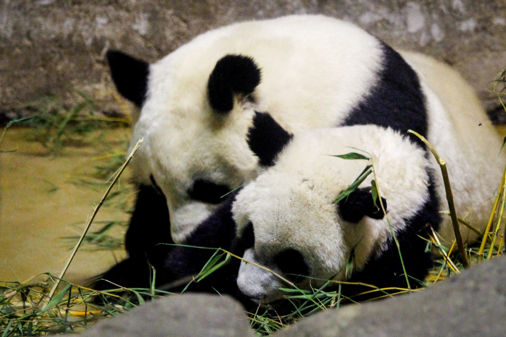 Madrid_Zoo-9574