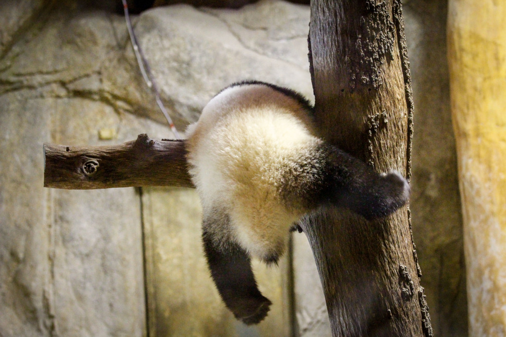 Madrid_Zoo-9585