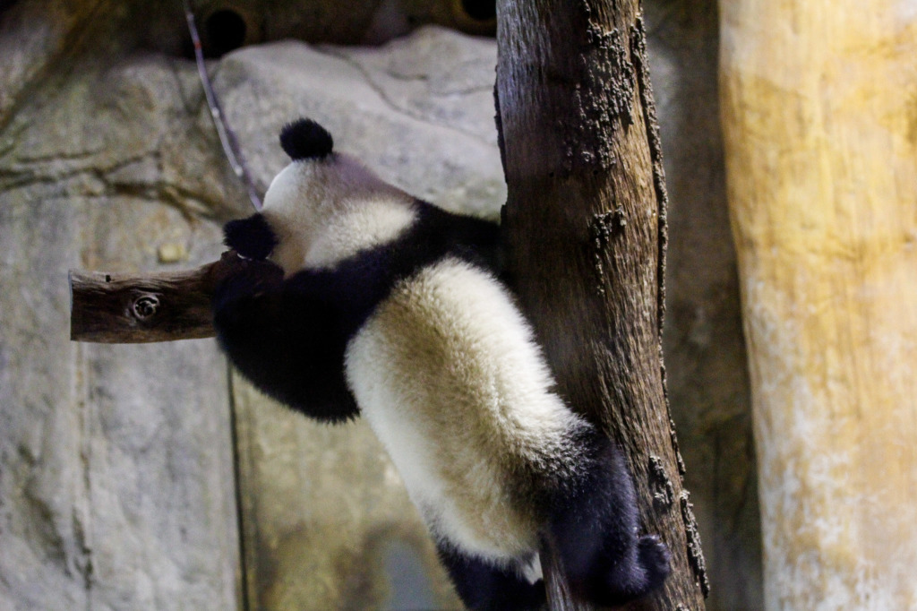 Madrid_Zoo-9586