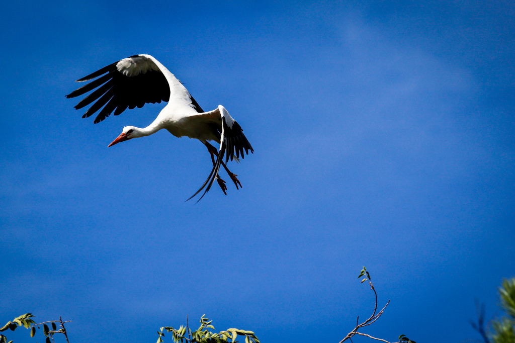 Madrid_Zoo-9672