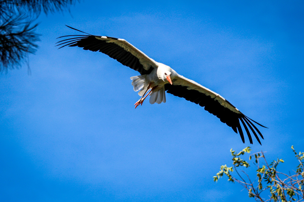 Madrid_Zoo-9674