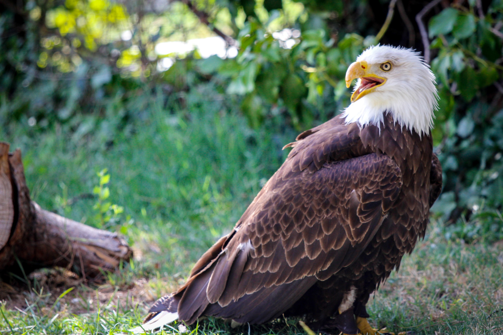 Madrid_Zoo-9693