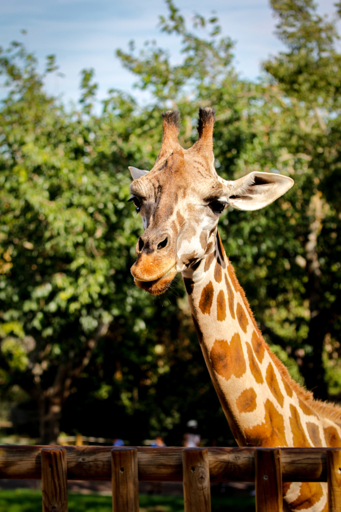 Madrid_Zoo-9744