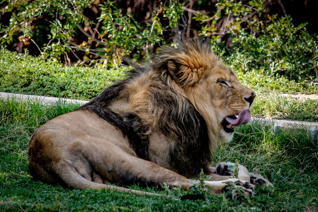 Madrid_Zoo-9768