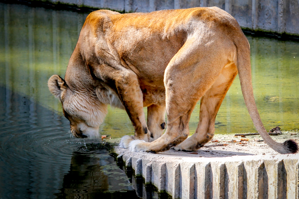 Madrid_Zoo-9777