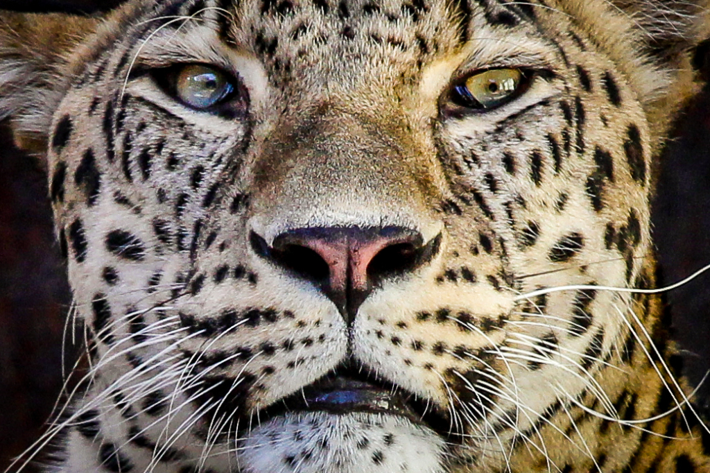 Tiger_face_new-9791