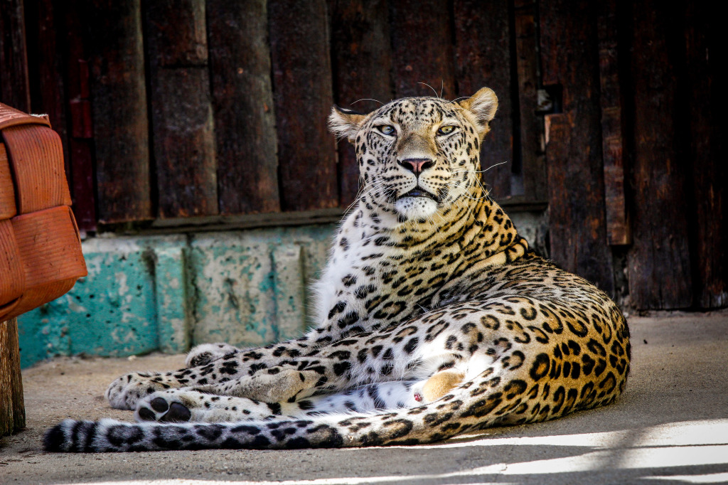 Tiger_full_body_new_-9791