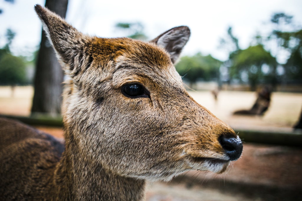 1Project365_Nara_2015_2