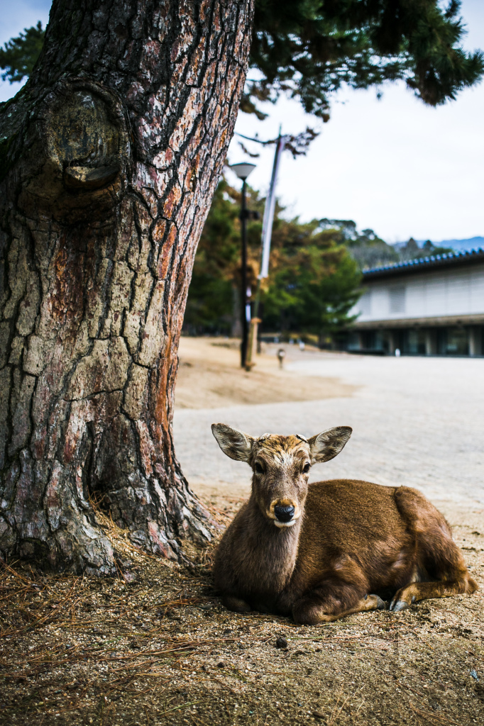 1Project365_Nara_2015_2-4