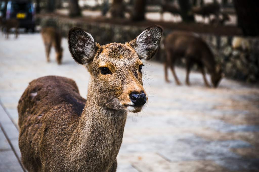 1Project365_Nara_2015_2-7
