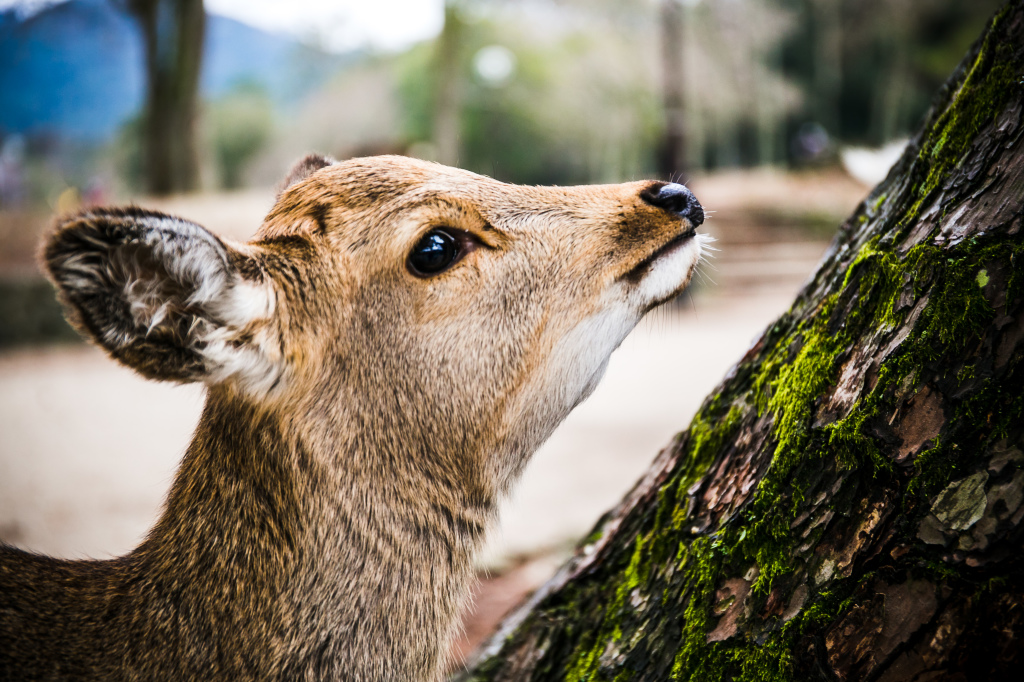 1Project365_Nara_2015_2-8