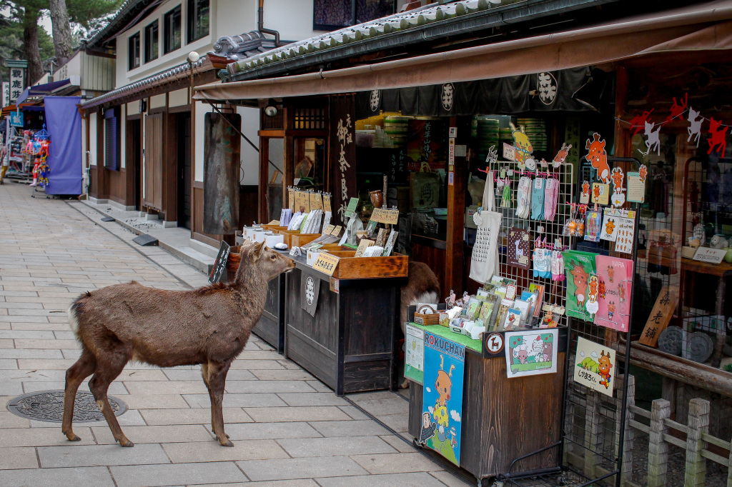 Nara_2015-4158