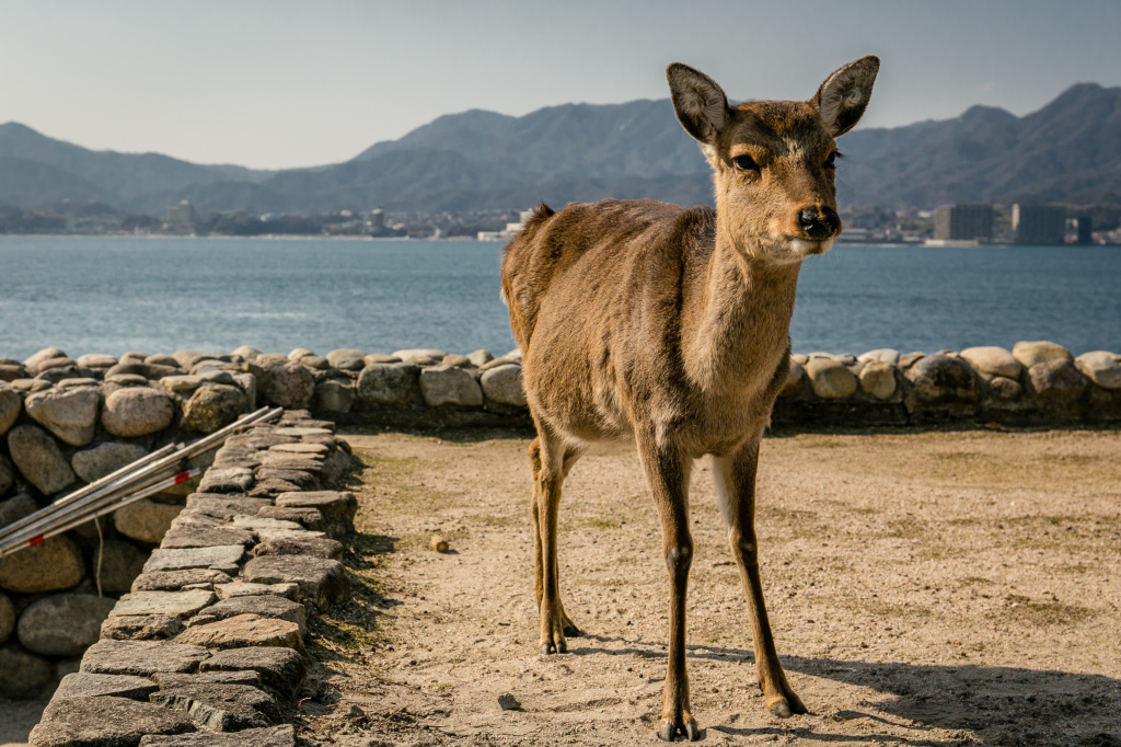 1Project365_Miyajima_2015_0901